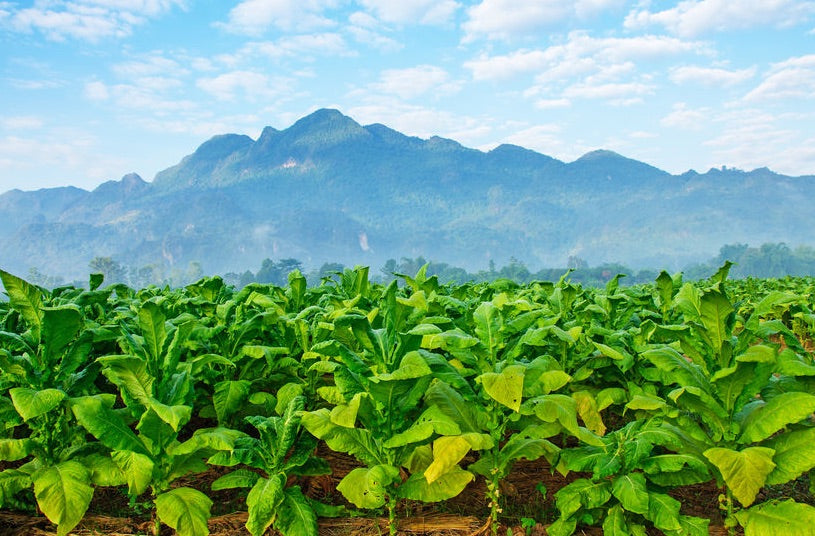 Synthetic Nicotine vs. Tobacco Extract - Is TFN the Future of E-Liquid?