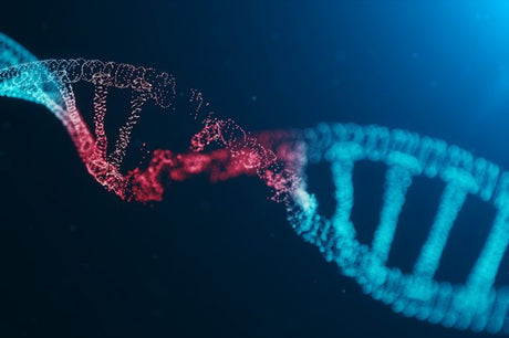 Do Ecigarettes and Vaping Damage DNA?